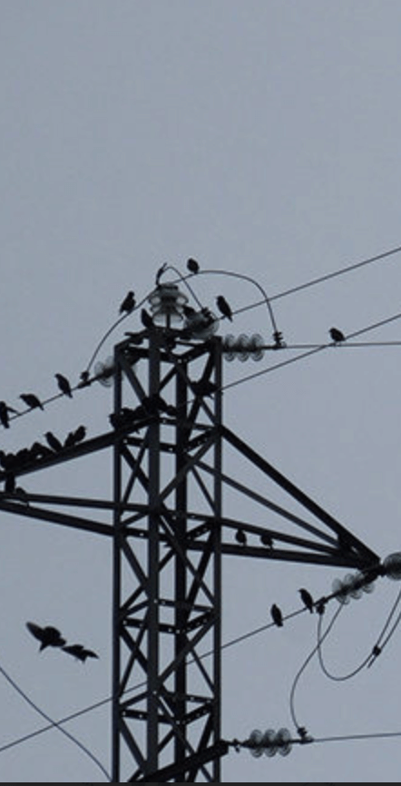 control de pajaros